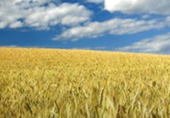 �ɰ���ʿ���l(xi��ng)�����d��(zh��n)�Ԟ�ɰ��r(n��ng)�I(y��)��������V�ǰ��