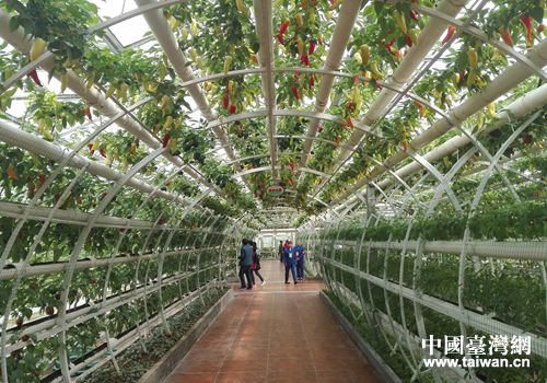 臺灣元素扮靚第十七屆中國(壽光)菜博會 臺灣元素扮靚第十七屆中國(壽光)菜博會