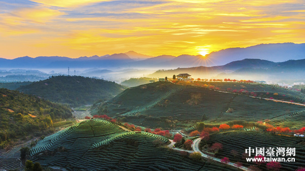 漳平臺品櫻花茶園 漳平臺品櫻花茶園