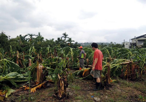 “蘇迪羅”致臺灣農業損失嚴重高官:盡快發救助金