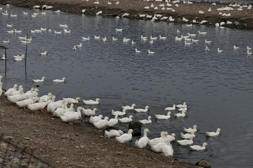 臺灣又傳禽流感疫情嘉義縣撲殺6064只肉鴨(圖)
