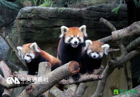 臺(tái)灣小熊貓寶寶亮相賣萌動(dòng)物園邀粉絲命名(圖)