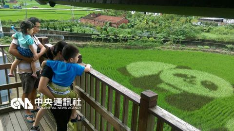 “彩繪稻田”(臺灣“中央社”檔案照片)