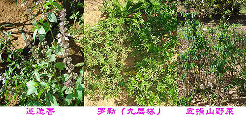 �_�Y��I�|���f�@ �������e�ȼٵĺ�ȥ̎