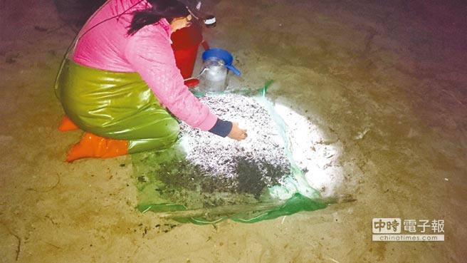 寒流來襲 鰻魚捕撈產值可望突破9000萬(圖)