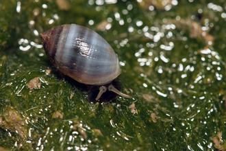 臺灣發(fā)現(xiàn)新紀錄物種酒桶冠耳螺殼形像酒桶(圖)