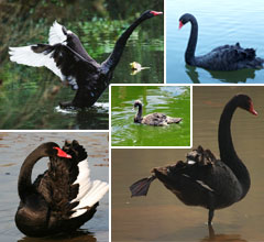 �_���δ�ɹ����������Z �ɐ�ģ�ӳ�����