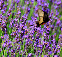 ���u�ٮ�޹���M(j��n)��ʢ���� ���M(f��i)�������_��