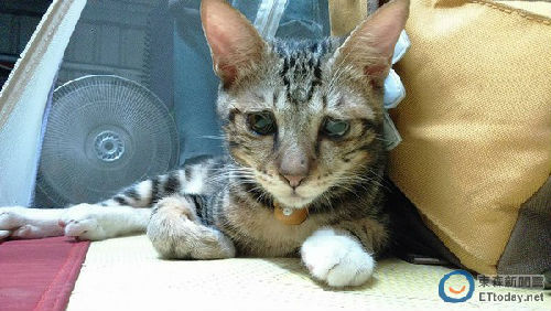 ���ʺ�ϲ�g��(du��)�������ɡ����DƬ��Դ���_(t��i)��ETtoday�|ɭ���ƾW(w��ng)վ��