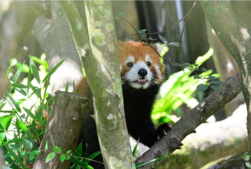 福州贈臺小熊貓亮相到處“擦屁股”賣萌(圖)