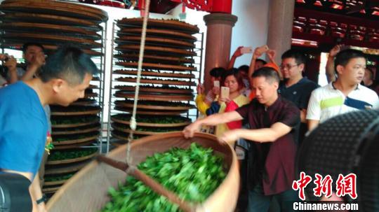 秋茶開采兩岸茶專家福建安溪把脈茶文化