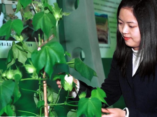 自主創(chuàng)新、重點跨越、支撐發(fā)展、引領(lǐng)未來…… 近年來,我國科技界緊密圍繞國家發(fā)展的緊迫需求,聚集各方面創(chuàng)新資源,著力解決經(jīng)濟(jì)社會發(fā)展重大科技問題,取得了一批重大成果,掌握了一批關(guān)鍵技術(shù),為促進(jìn)國民經(jīng)濟(jì)又好又快發(fā)展和解決重大民生問題提供了堅強的支撐。 這是2001年2月26日,“國家高技術(shù)研究發(fā)展計劃(863計劃)15周年成就展”上展出的由農(nóng)業(yè)科學(xué)院研究成功的轉(zhuǎn)基因抗蟲棉(資料照片)。 新華社發(fā)