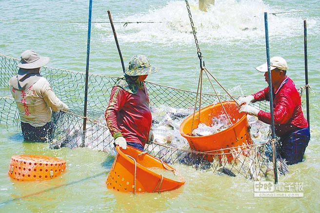 假南向真“反中” 臺農漁業被綠營趕盡殺絕 假南向真“反中” 臺農漁業被綠營趕盡殺絕