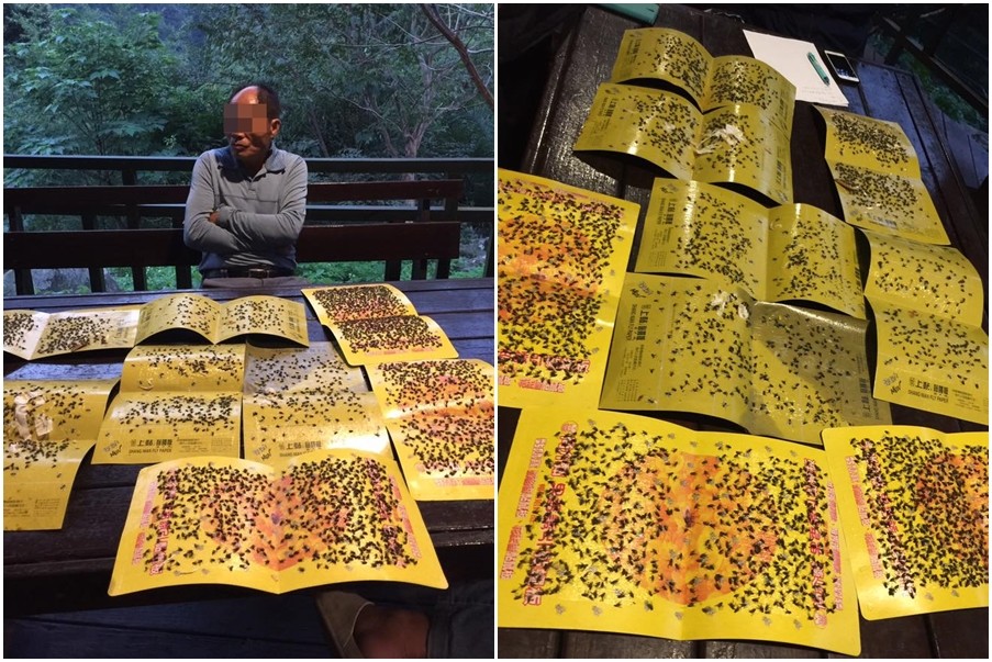 神仙谷變“蒼蠅谷” 菜農(nóng)雞糞作肥民眾崩潰滅蠅 神仙谷變“蒼蠅谷” 菜農(nóng)雞糞作肥民眾崩潰滅蠅