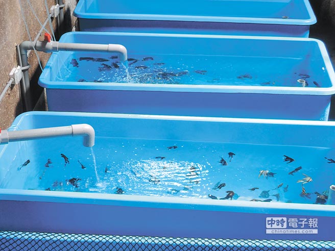 臺軍軍艦承包商貸款違約,5億貸款恐只換1缸魚。(圖片來源:臺灣《中時電子報》) 臺軍軍艦承包商貸款違約,5億貸款恐只換1缸魚。(圖片來源:臺灣《中時電子報》)