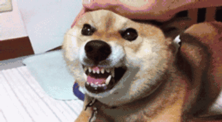 民進黨年輕人支持率大崩盤:連人民最卑微的保障都做不到 民進黨年輕人支持率大崩盤:連人民最卑微的保障都做不到