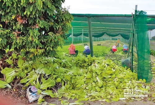 臺北農(nóng)產(chǎn)頻繁休市致菜價崩盤 民進(jìn)黨“綠色執(zhí)政”成農(nóng)民受害保證 臺北農(nóng)產(chǎn)頻繁休市致菜價崩盤 民進(jìn)黨“綠色執(zhí)政”成農(nóng)民受害保證