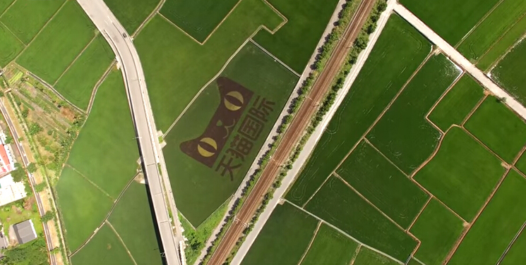 天貓圖案映入花蓮稻田 天貓圖案映入花蓮稻田