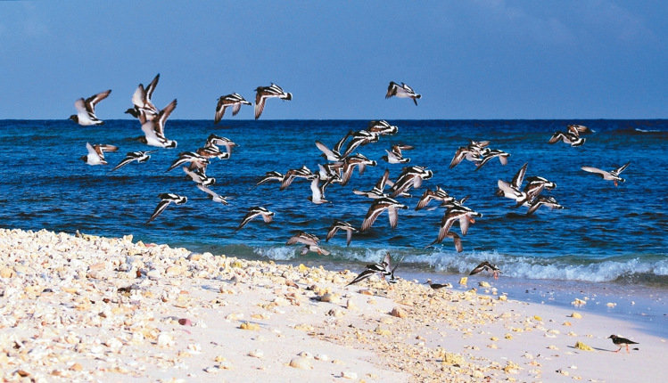 臺灣海巡隊員拍攝太平島畫面走紅 網友感嘆:如夢似幻 臺灣海巡隊員拍攝太平島畫面走紅 網友感嘆:如夢似幻