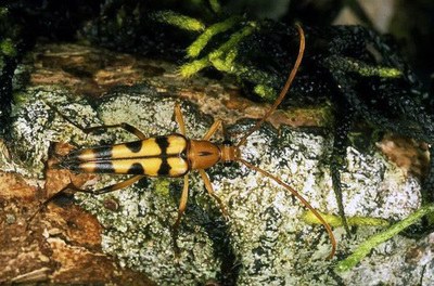 臺灣發現天牛新品種命名“普悠瑪細花天牛”(圖)