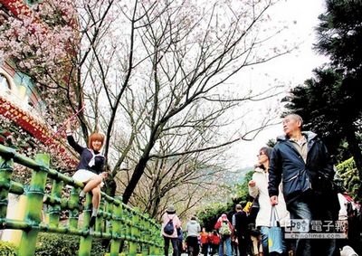 萬人涌新北天元宮賞櫻花游客扮動漫人物引圍觀
