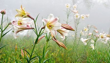 臺東太麻里金針山百合盛開游客驚艷(圖)