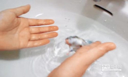 飼主128秒淹倉鼠17次網(wǎng)友怒稱要人肉搜索(圖)