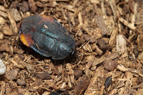 �_������ԭ�����֮һ