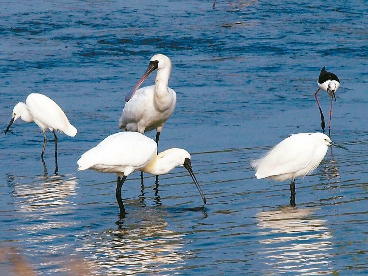臺灣禽流感疫區(qū)擴及14縣市 臺東淪陷 臺灣禽流感疫區(qū)擴及14縣市 臺東淪陷