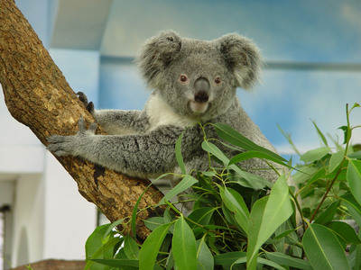 臺北動物園無尾熊Coral難敵病魔 被施以安樂死(圖) 臺北動物園無尾熊Coral難敵病魔 被施以安樂死(圖)