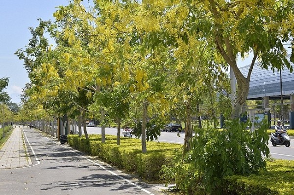 高雄的阿勃勒熱烈盛放中。(臺媒圖) 高雄的阿勃勒熱烈盛放中。(臺媒圖)