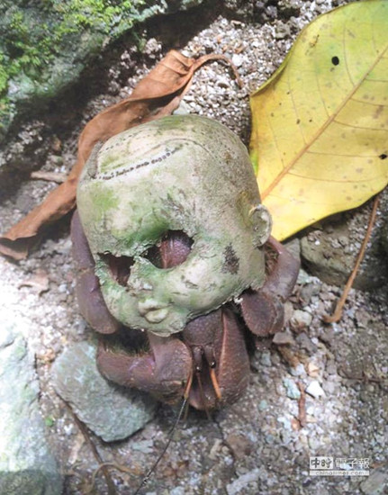寄居蟹找不到家 背“鬼娃娃”到處爬(圖) 寄居蟹找不到家 背“鬼娃娃”到處爬(圖)