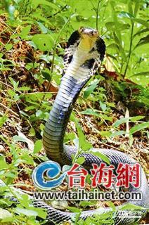 �G�P�����F�Ʊ����� ���l�_��������h(�D)