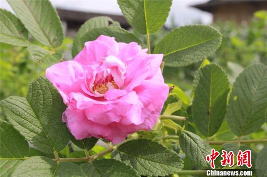 �_(t��i)����D�c�Ͼ���ˮ�{�ġ�õ��֮�s��(�D)