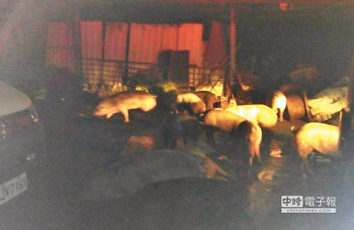 臺灣一豬舍內餿水油助燃300頭豬火場大逃亡(圖)
