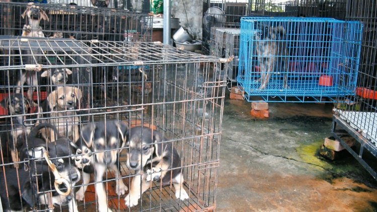 狗園里一窩剛出生的小狗,鄰近居民質疑林媽媽狗園假收容之名,行繁殖之實,但狗園主人否認。 狗園里一窩剛出生的小狗,鄰近居民質疑林媽媽狗園假收容之名,行繁殖之實,但狗園主人否認。