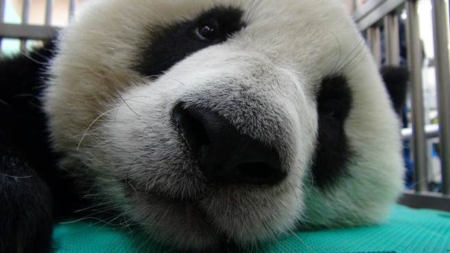 “圓仔”體檢誤吞針頭,目前已順利排出健康無礙。(圖/《中時電子報》) “圓仔”體檢誤吞針頭,目前已順利排出健康無礙。(圖/《中時電子報》)