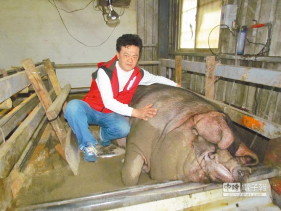 �_(t��i)�����{���iِ���ؽY(ji��)�����t1306�_(t��i)��Q�ԣ��D��