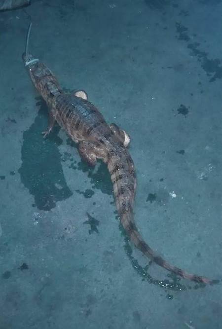 �_�����F��^(q��)���g�@�F(xi��n)�{�~ ���˞闉�B(y��ng)