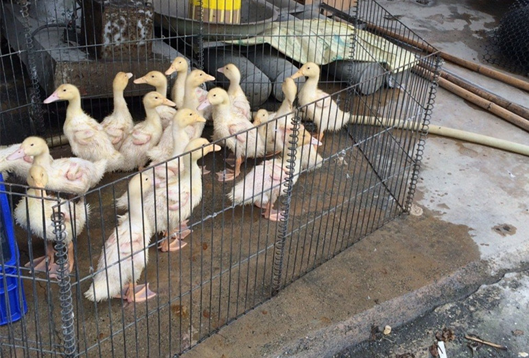 臺灣禽流感疫情再擴大 雞鴨鵝都淪陷、東西部皆失守 臺灣禽流感疫情再擴大 雞鴨鵝都淪陷、東西部皆失守