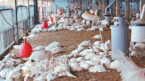 臺南市六甲火雞場大量死亡,市府完成撲殺。臺灣《聯合報》記者謝進盛/攝影