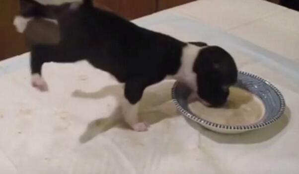 小黃狗吃飯施展"飄浮神功" 雙腳舉過頭180度轉半圈 小黃狗吃飯施展"飄浮神功" 雙腳舉過頭180度轉半圈