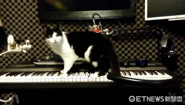 "喵喵"離世 主人深情告白:它給了我二十年不孤單 "喵喵"離世 主人深情告白:它給了我二十年不孤單