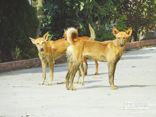 �_(t��i)��91�q���r(n��ng)��Ұ��ҧ�� �挦(du��)��ȮҪ���˷��l(w��i)����(�D)