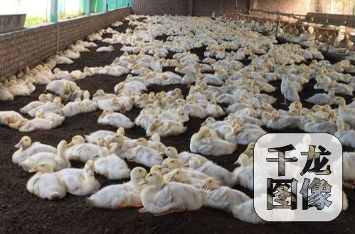 �����ɞ������¸�����