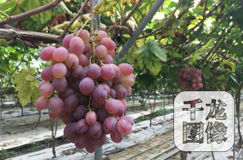 �t�Ǵ�ă�(y��u)�|(zh��)���ѻ��أ��F(xi��n)�����M����ָ���t�����ĺڡ���ڵȃ�(y��u)�|(zh��)����Ʒ�N��