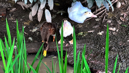  �����S��������������a(ch��n)ģʽ�������_(t��i)��ҕӛ�ߗ������Ĕz��