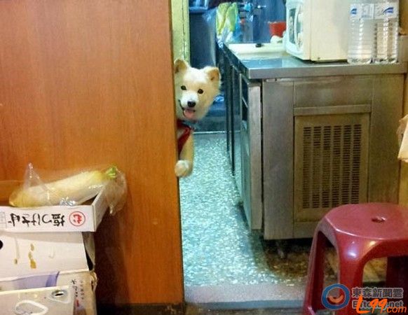 領養代替購買,臺灣流浪狗探頭賣萌送主人去上班 領養代替購買,臺灣流浪狗探頭賣萌送主人去上班