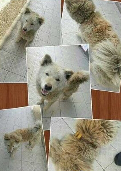 領養代替購買,臺灣流浪狗探頭賣萌送主人去上班 領養代替購買,臺灣流浪狗探頭賣萌送主人去上班