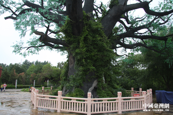 第二代大槐樹 第二代大槐樹